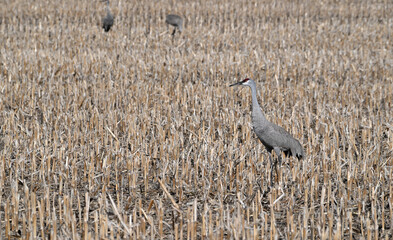 Fototapeta premium Cranes in the Corn Stubble Field