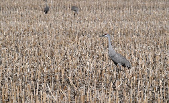 Cranes in the Corn Stubble Field