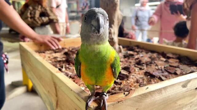 Close up video of beautiful colorful parrot with blur background in the zoo