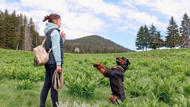 Teenage girl in suit stands and gives commands to dog of Rottweiler breed on meadow with vegetation