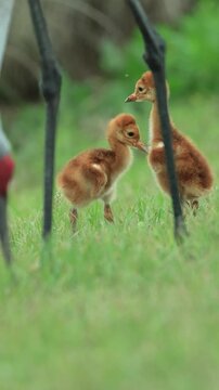 Florida Sandhill Crane Colt Chicks Sibling Rivalry Comedy Act 