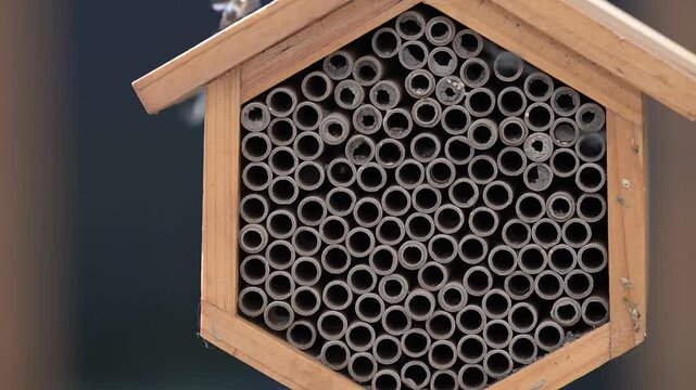 Close up of Mason Bee Nesting House Being Visited by Bees