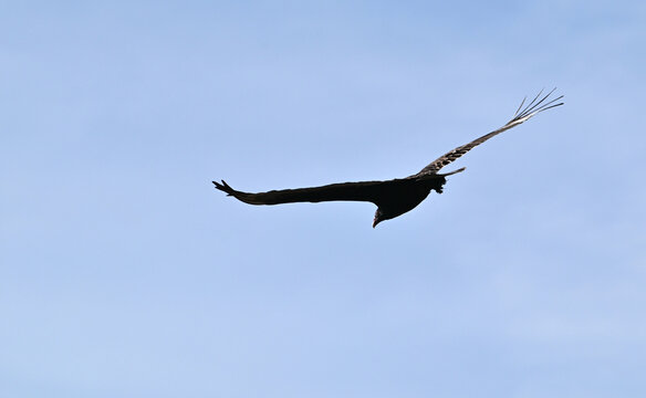 Flying Turkey Vulture