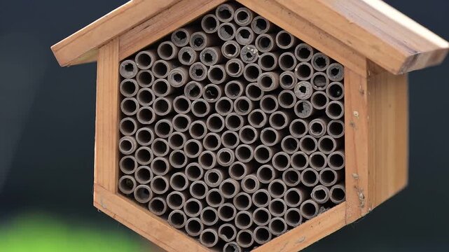 Close up of Mason Bee Nesting House Being Visited by Bees