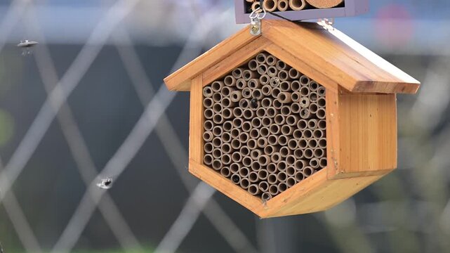 Close up of Mason Bee Nesting House Being Visited by Bees