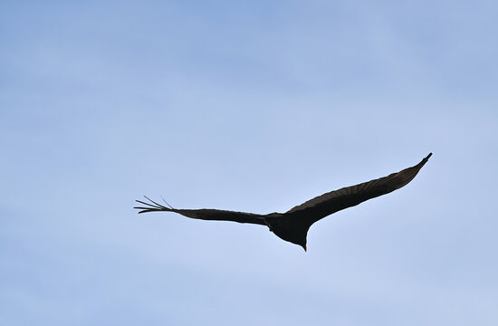 Flying Turkey Vulture