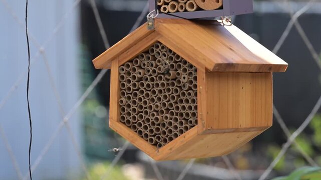 Close up of Mason Bee Nesting House Being Visited by Bees