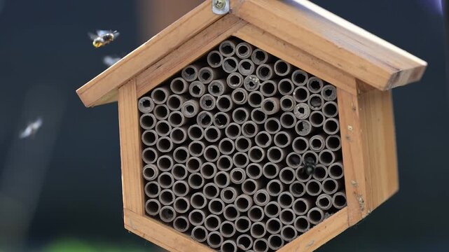 Close up of Mason Bee Nesting House Being Visited by Bees