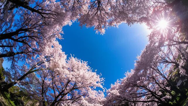 Heart shaped blue sky framed by blooming Somei Yoshino cherry blossom trees under bright spring sunlight