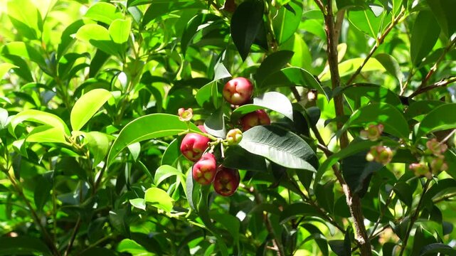 The tree bunches full of ripe red Water Cherry Lilly Pilly Syzygium Australe Fresh Seeds also know by Eugenia australis, Jambosa myrtifolia common names as Brush Cherry.