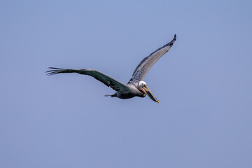 Fototapeta premium Brown pelican soaring with wings spread against a clear blue sky