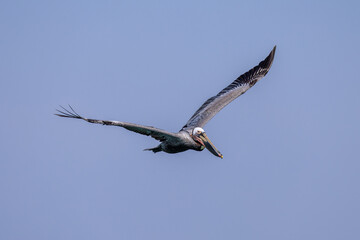 Obraz premium Brown pelican soaring with wings spread against a clear blue sky
