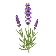 Obraz premium Purple lavender flower spikes isolated on transparent background