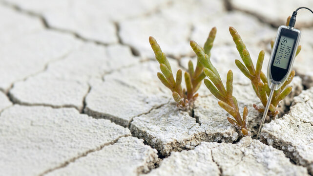 Smart Agriculture Soil Salinity Sensor in Cracked Dry Earth with Halophyte Plant, Precision Farming Technology for Climate Change and Soil Health Monitoring