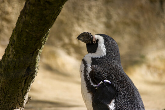 Humboldt-Pinguin (Spheniscus humboldti)