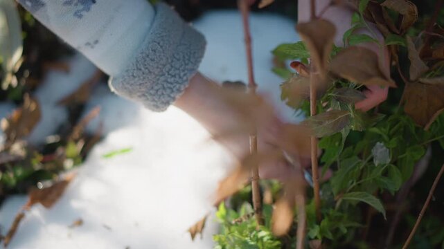 Pruning plant during chilly mornings. Snowcovered mint and careful pruning in morning sunlight. Seasonal gardening activities including frost removal and plant protection in winter conditions