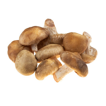 Fresh raw shiitake mushrooms heap isolated on white background, organic lentinula edodes for healthy asian cuisine and gourmet cooking
