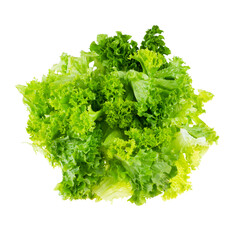 Obraz premium Fresh green Lollo Bionda lettuce isolated on white background, organic curly leafy vegetable for healthy salad garnish
