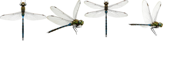 Set of Realistic Dragonfly Insects with Transparent Wings Isolated on White Background, 3D Rendered Blue and Green Darner Collection for Nature Education and Wildlife Graphic Assets © speey Goth