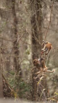 Non Native Rhesus Macaques Juveniles Play Time Silver Springs State Park Florida Kayaking 