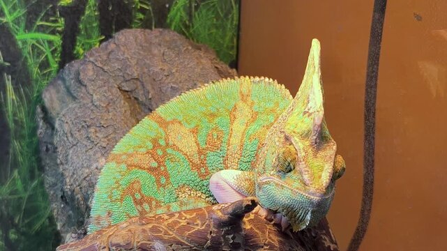 A patterned green chameleon resting in terrarium. Concept of exotic animals and pet care. Close-up chameleon with detailed skin texture. Pet chameleon in terrarium.