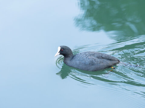 Eurasian coot