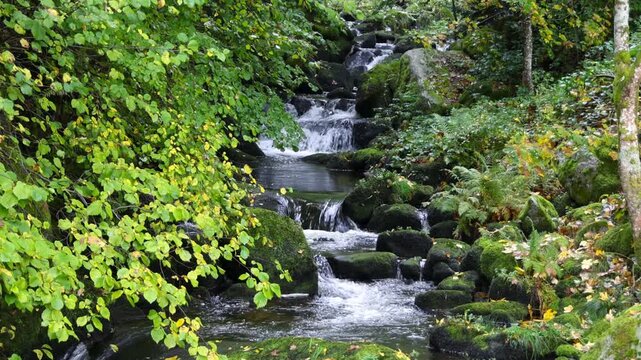 Triberg water falls, Mountain stream flowing through a lush green forest