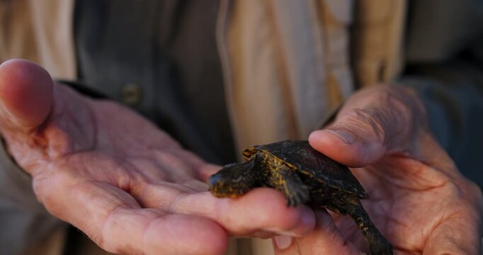 Young turtle resting in the wrinkled hands of an older man