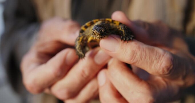 Elderly hands holding a small turtle