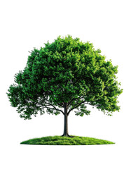 Fototapeta premium Green leafy tree on a grassy hill, with a black background