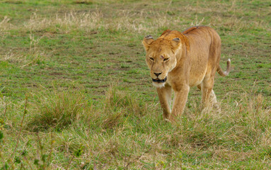 Fototapeta premium Majestic Lioness Walking in African Serengeti Savannah Grass