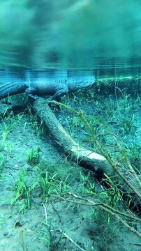 Alligator Smoothly Going Over A Log Clear Blue Florida Springs Water Underwater Kayaking 