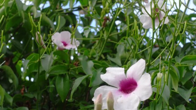 A white purple of Pandorea jasminoides is a versatile climbing plant with its cascading clusters of tubular, trumpet-shaped flowers, commonly known as bower vine, elegance to garden landscape.