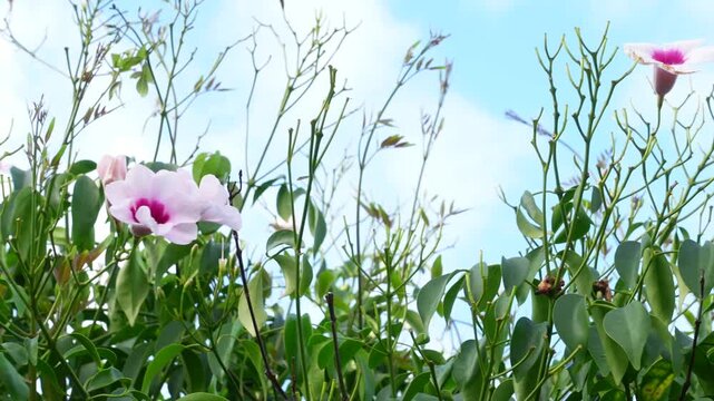 A white purple of Pandorea jasminoides is a versatile climbing plant with its cascading clusters of tubular, trumpet-shaped flowers, commonly known as bower vine in breezing day with blue sky
