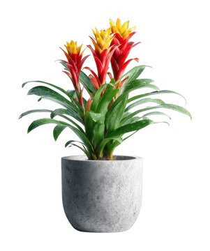 PNG Vibrant bromeliad in concrete pot.