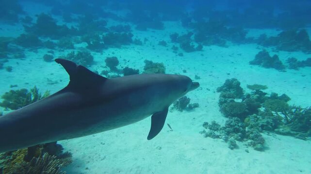 A majestic bottlenose dolphin gracefully swims underwater in crystal clear blue ocean water, with sunlight filtering through to illuminate the sandy seabed and subtle coral formations.