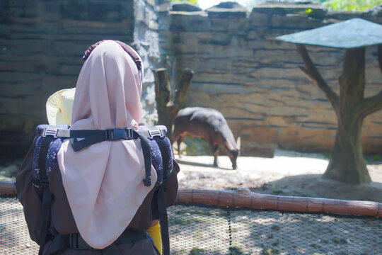 Person observing a saola in captivity, ideal for wildlife conservation, zoology, environmental awareness, and educational content for animal lovers.