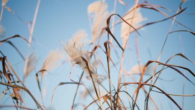 Sunlit pampas grass swaying against sky, golden stalks catching soft light, calm minimalist composition, gentle breeze, open field mood ideal for garden designer visuals and landscape photography