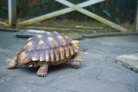 Light brown tortoise on gray stone walkway in nature. Suitable for nature websites, educational materials, wildlife conservation campaigns, and animal blogs.