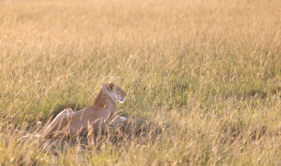 Cat Nap © George Erwin Turner