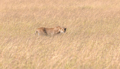 Stalking Lioness © George Erwin Turner