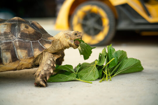 African spurred tortoise or Sulcata tortoise eating green mulberry leaves