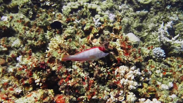Close up underwater footage of a beautiful red lipped blenny fish Cirripectes variolosus gracefully swimming amidst colorful corals and marine life in a clear tropical ocean.