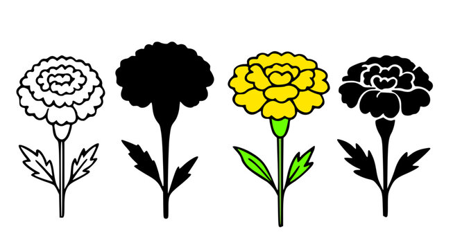 Marigold icon set illustrations, in outline, silhouette and colored styles, for floral and plant themed designs or clipart