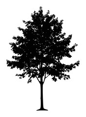 Fototapeta premium PNG Silhouette of a tall tree.