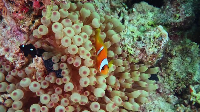 Close up footage captures the fascinating symbiotic relationship between a bright orange Ocellaris clownfish Amphiprion ocellaris and its protective host, a bubble tip sea anemone, amidst a colorful c