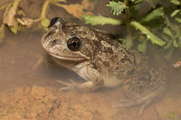 Obraz premium Australian Barking or Fletcher's Frog