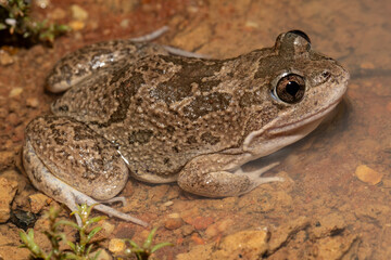 Obraz premium Australian Barking or Fletcher's Frog
