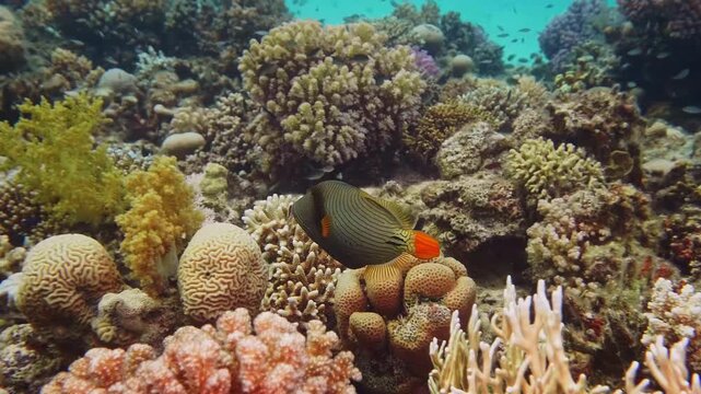 Underwater footage captures the stunning beauty of a healthy coral reef, teeming with life. An exquisite orange-lined triggerfish Balistapus undulatus gracefully navigates through colorful hard corals