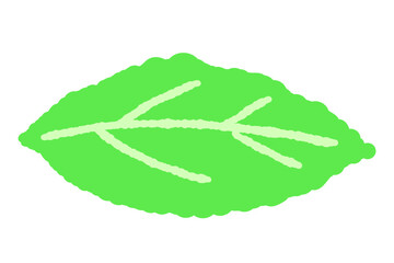 Single Fresh Mint Leaf Illustration © JunKikuchi